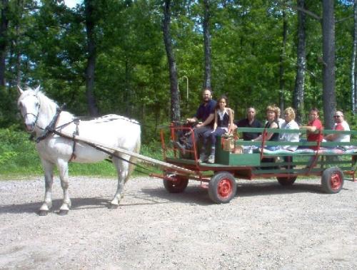 Taka a 'walk' with a horse - A nice way to enjoy your free time