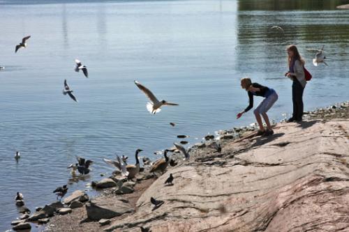 enjoy the birds - enjoy sea and birds