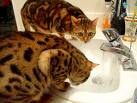 Bengal Cal - Cat