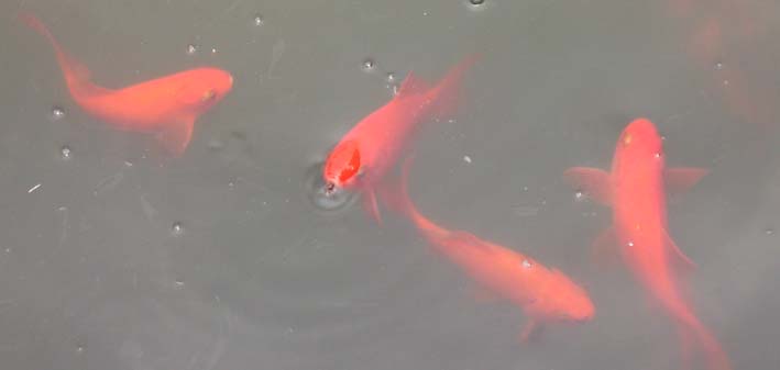 Koi - These Koi fish were swimming in a little man-made pond in China
