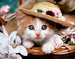 Cat wearing a hat - Cat