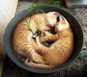 Cat - Cats sleeping in a pot