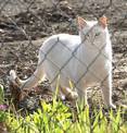White Cat - Cat