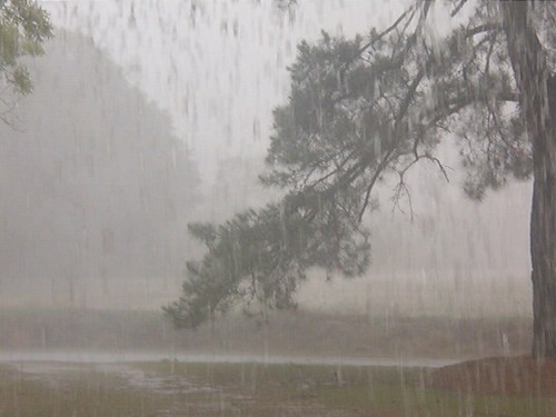 Heavy rainfall - Heavy rainfall in a tropical forest opened as a park for civillians.