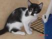 cat - HOme Cat