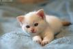 Cute Cat - cat