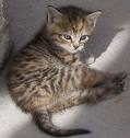 Cat with black stripes - Cat