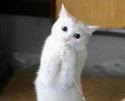 Cute white cat - white cat