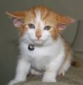 Cute Cat - Cat
