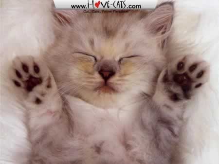 A cute kitty! - Ill start uploading some pictures for animals..To show something from the world..Just don`t know what to do :P