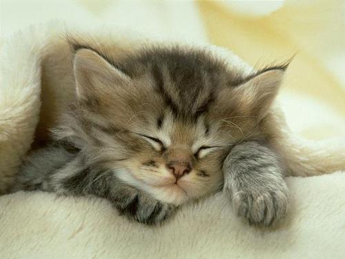 Uh why are cats lazy ? - Cats are very lazy,everyone knows that..And here`s a demonstration..Just when they eat they have to sleep,but the problem is they eat too much :P