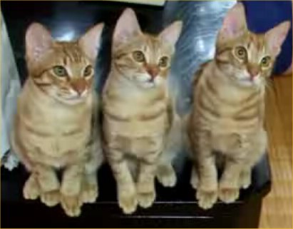 Cats have friendship :D - The cats can make friendship even if they fighted for food..But there are brothers..Or sisters..O i`m so crazy :D