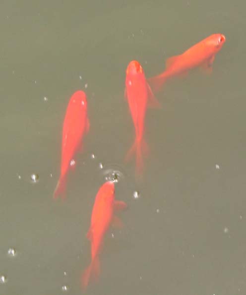 Koi2 - These Koi fish were swimming in a pond outside a little temple compound in China.