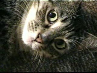 cats - Taken of my Grandma's cat.