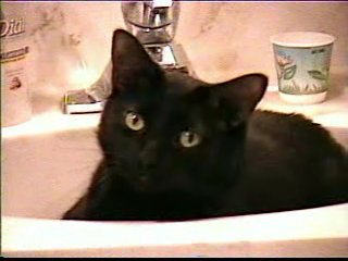 cats - Mikie... just hanging out in the sink!