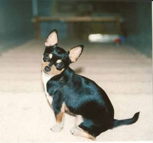 dogs - Addie.