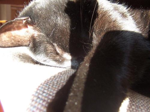 cats - My cat sleeping -- taken today.