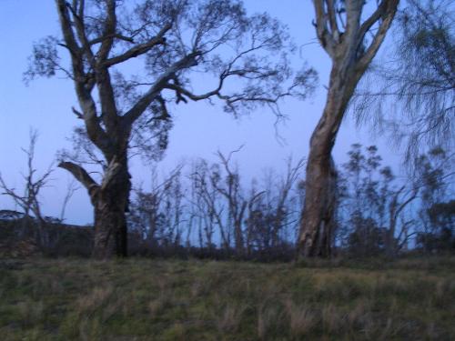 aussie gum trees - beautiful gum  trees on the murray river