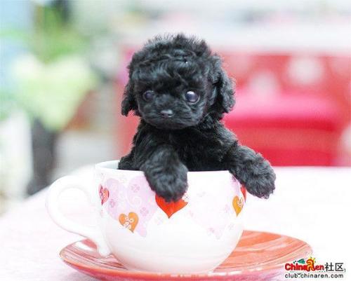 Teacup Dogs - Very small,very cute.Do you want to own one?