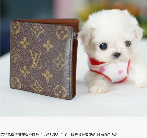 Teacup Dogs - Small and cute. I want to own. Do you?
