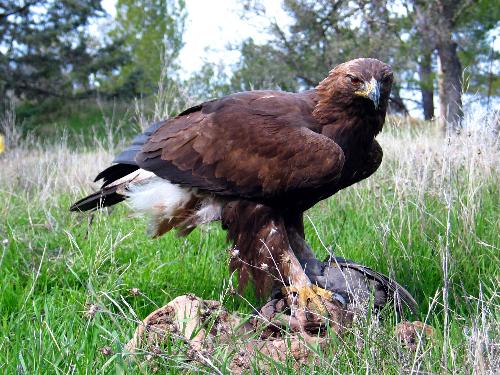 golden eagle - it is golden eagle.i could find this photo from my friend.