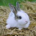 Rabbit - Cute rabbit