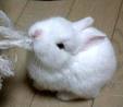 Rabbit - Cute rabbit