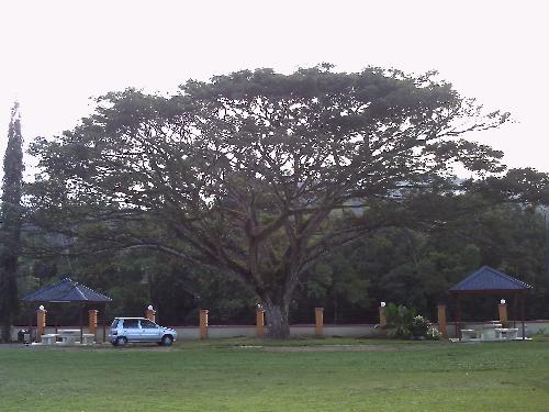 The Giving Tree - I see this tree and look around...'WOW this is one BIG tree!' I love it