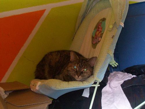 Evil Baby Kitty  - I caught my roommates cat sleeping in the baby seat. Isn't she just an evil looking creature.