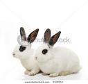 Cute Twin Rabbits - Rabbits