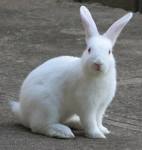 Rabbit - Cute Rabbit