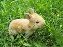 Rabbit - Rabbit in garden