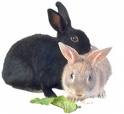 Rabbits - White and a black rabbits