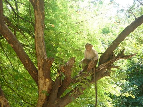 Monkeys - Monkeys!