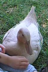 Duck - One of the sweetest ducks that I've ever had. :)