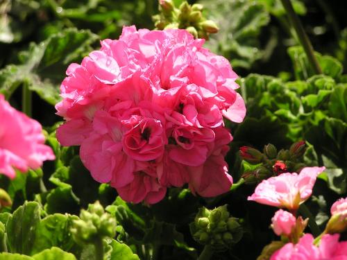 pelargonium3 - pelargonium3pelargonium3
