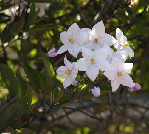 whiteblossoms - whiteblossomswhiteblossoms