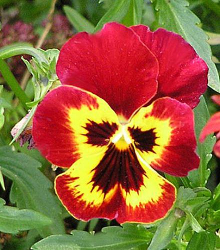pansies3 - pansies3pansies3pansies3
