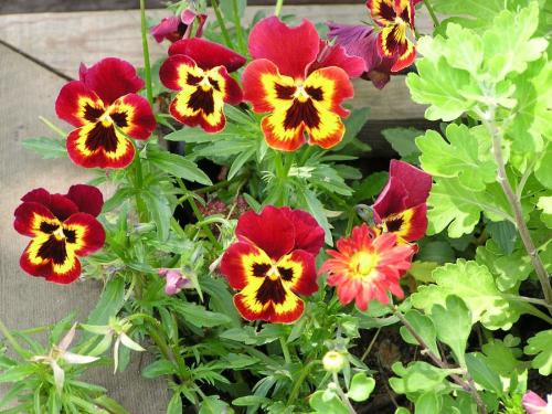 pansies2 - pansies2pansies2pansies2