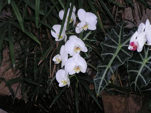 orchid2orchid2 - orchid2orchid2orchid2