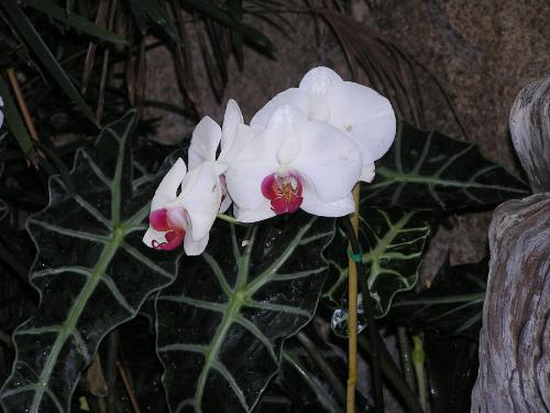 orchid - orchidorchidorchidorchid