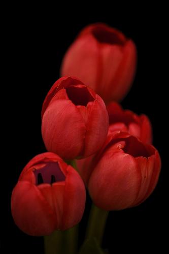 Or_tulip_0140 - Or_tulip_0140Or_tulip_0140Or_tulip_0140