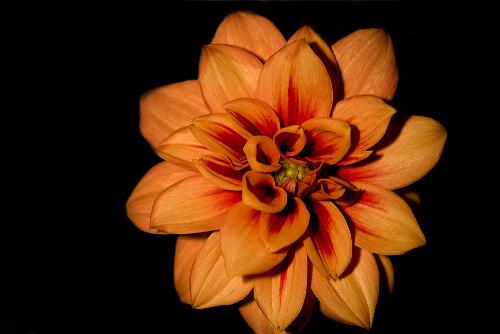 Org_flower_0044 - Org_flower_0044Org_flower_0044Org_flower_0044