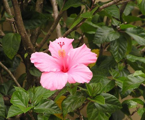 hibiscuspink - hibiscuspinkhibiscuspinkhibiscuspink