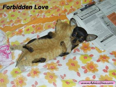 Forbidden Love - When two of different relgions choose each other as partners it used to be forbidden in the good old days, but not any more.