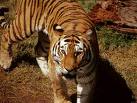 Tiger - Tigers