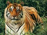 Tiger - Tiger in search of food