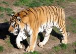 Tiger - Tiger Walking
