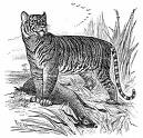 Tiger - Tiger Drawing