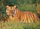 Tiger Sitting - Tiger